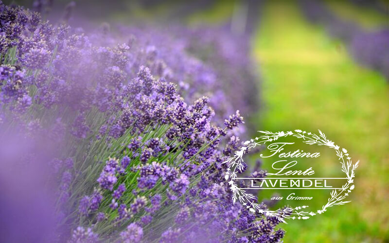 Lavendel Grimme